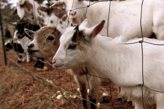 The United States detects avian flu in cattle for the first time