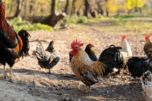 A new outbreak of avian flu impacts California's 