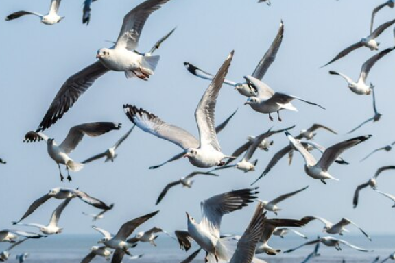 41% of the pelican population has died since the start of the bird flu.