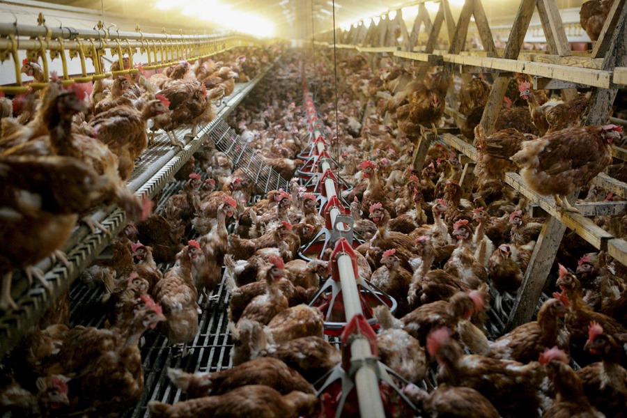 Avian flu: WHO raises alarm over outbreaks in cattle, cases have tripled in a month